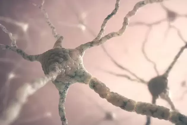 Estrutura do neurônio